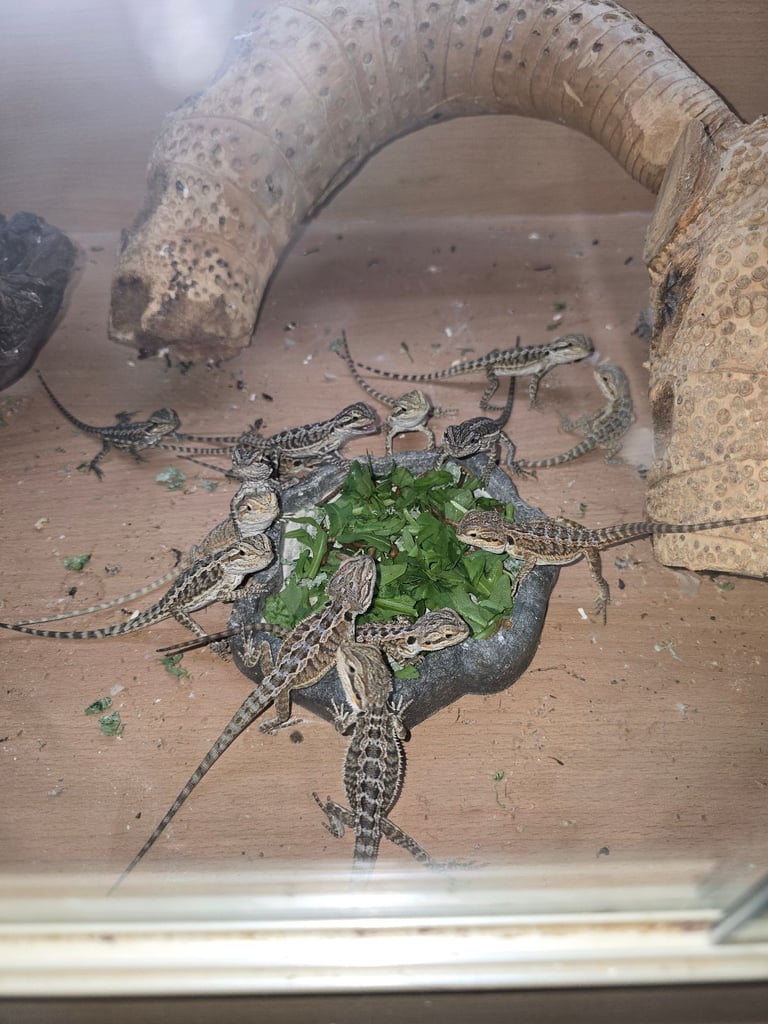 Baby bearded dragon with tint red 2 for £90