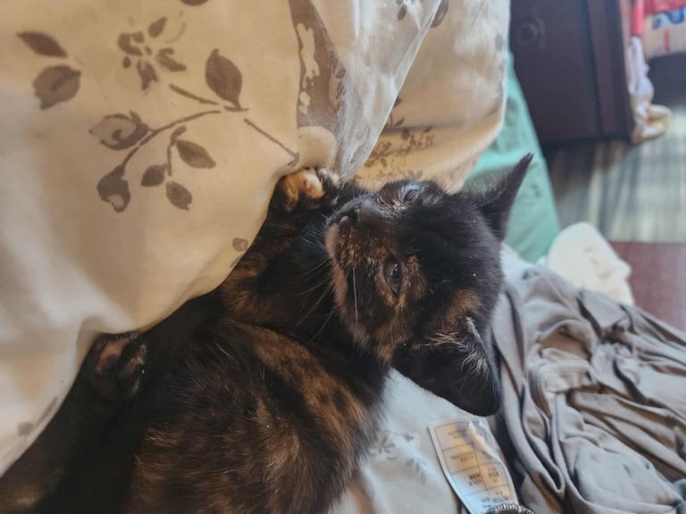 8 kittens looking for new homes