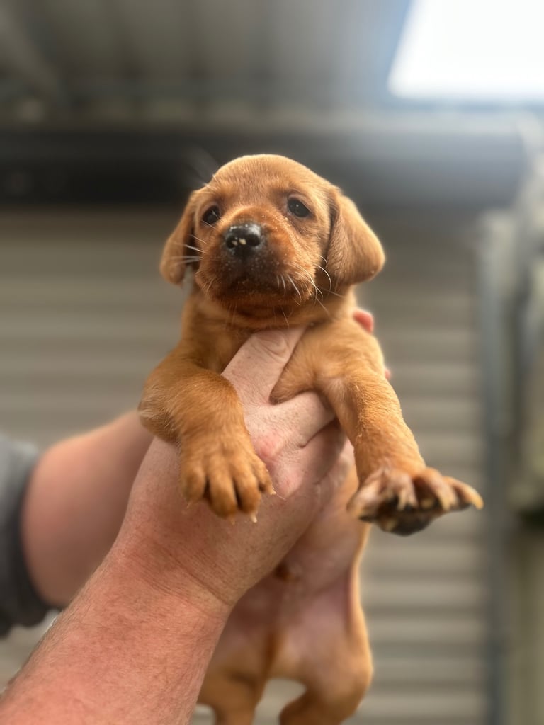 Excellent kc reg Labrador pups