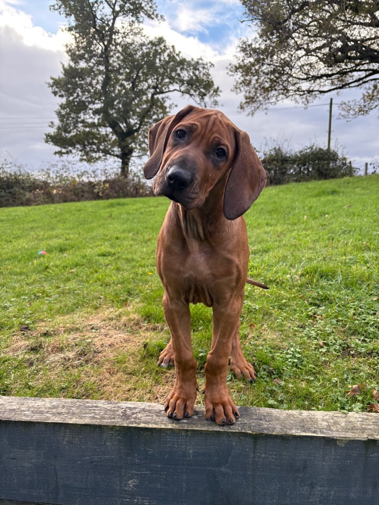 image for 🦁 Outstanding KC Reg  Rhodesian Ridgeback Puppies 🦁