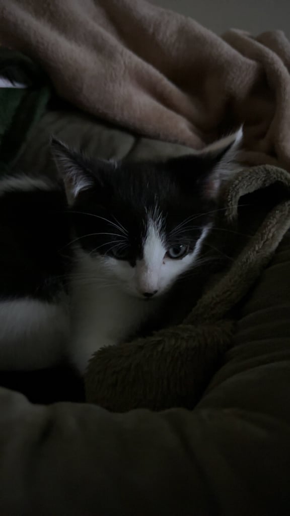 1 male kitten for sale 