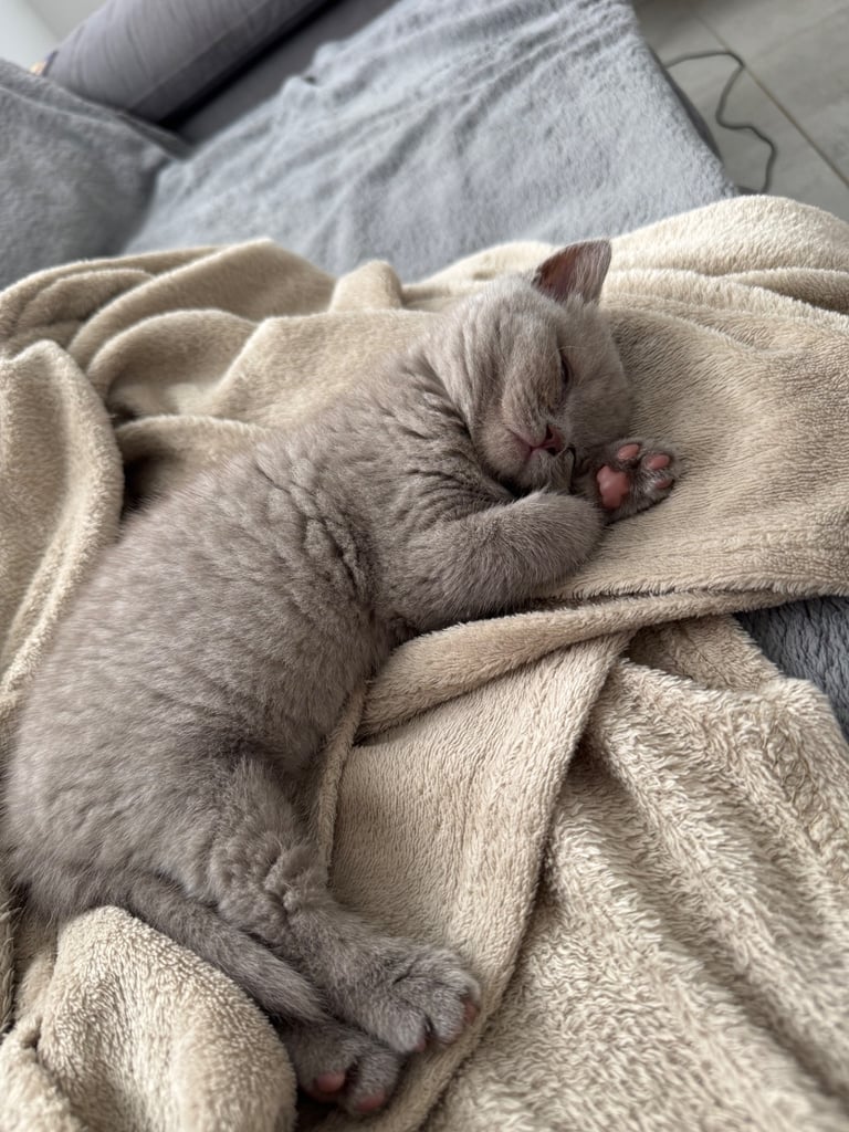 British shorthair kittens 