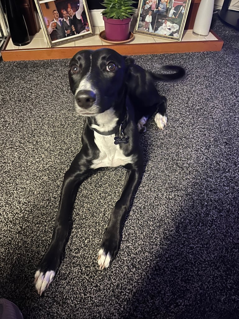 Lurcher/saluki pup