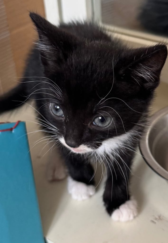 black tuxedo kittens male and female available now