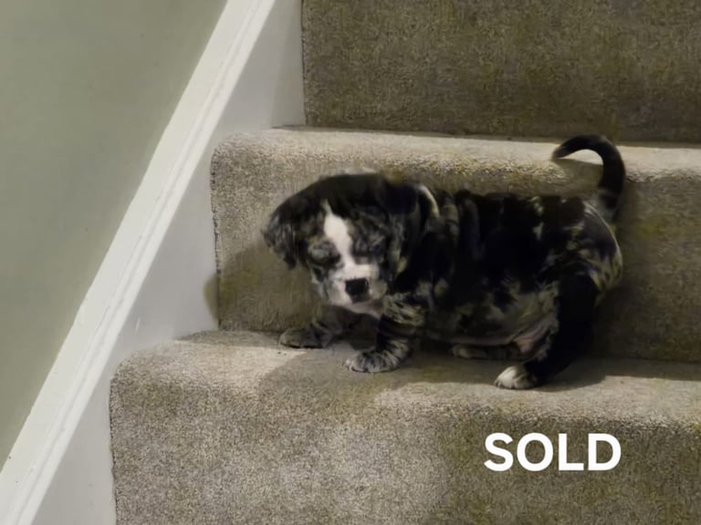 7 Adorable Olde English Bulldog/ French / Pug Bulldog puppies for sale ❤️