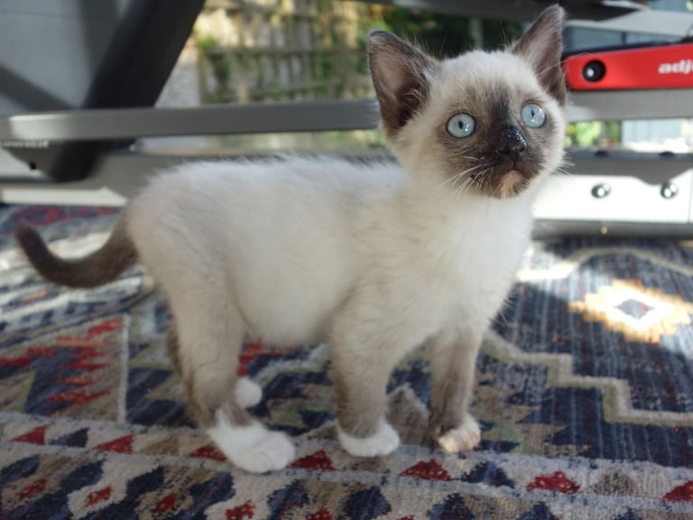 Ragdoll kitten male last one