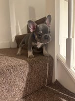 French Bulldog Puppy lilac & tan REDUCED PRICE