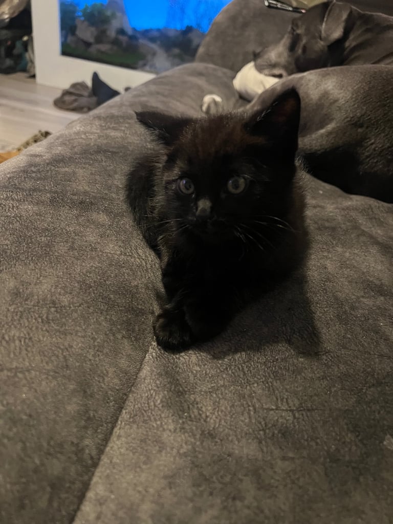 Ragdoll mix (available Now) reserved 