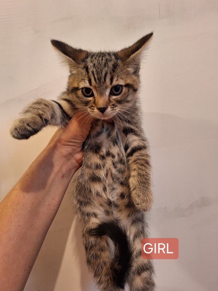  Kittens for sale 