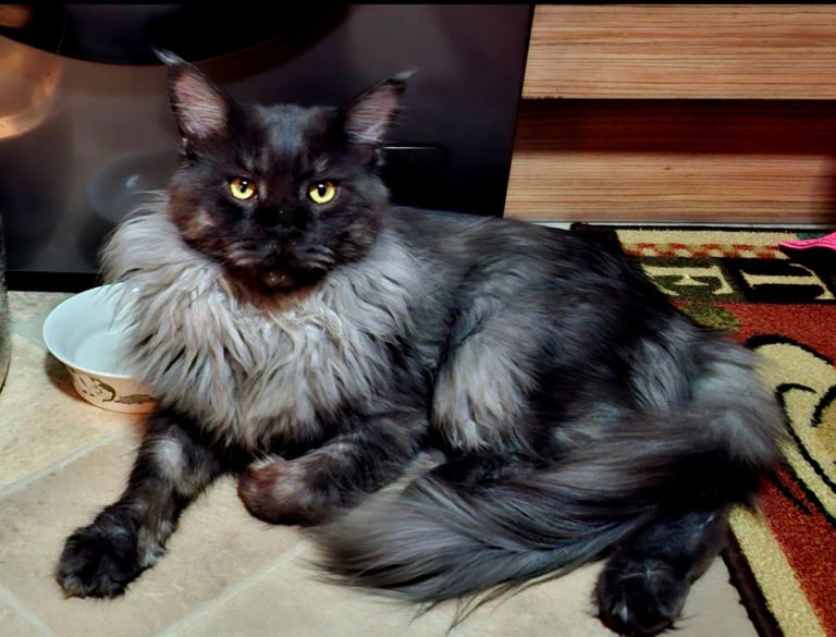 Affectionate Maine Coon Kitten Boy – Ready for His Forever Home