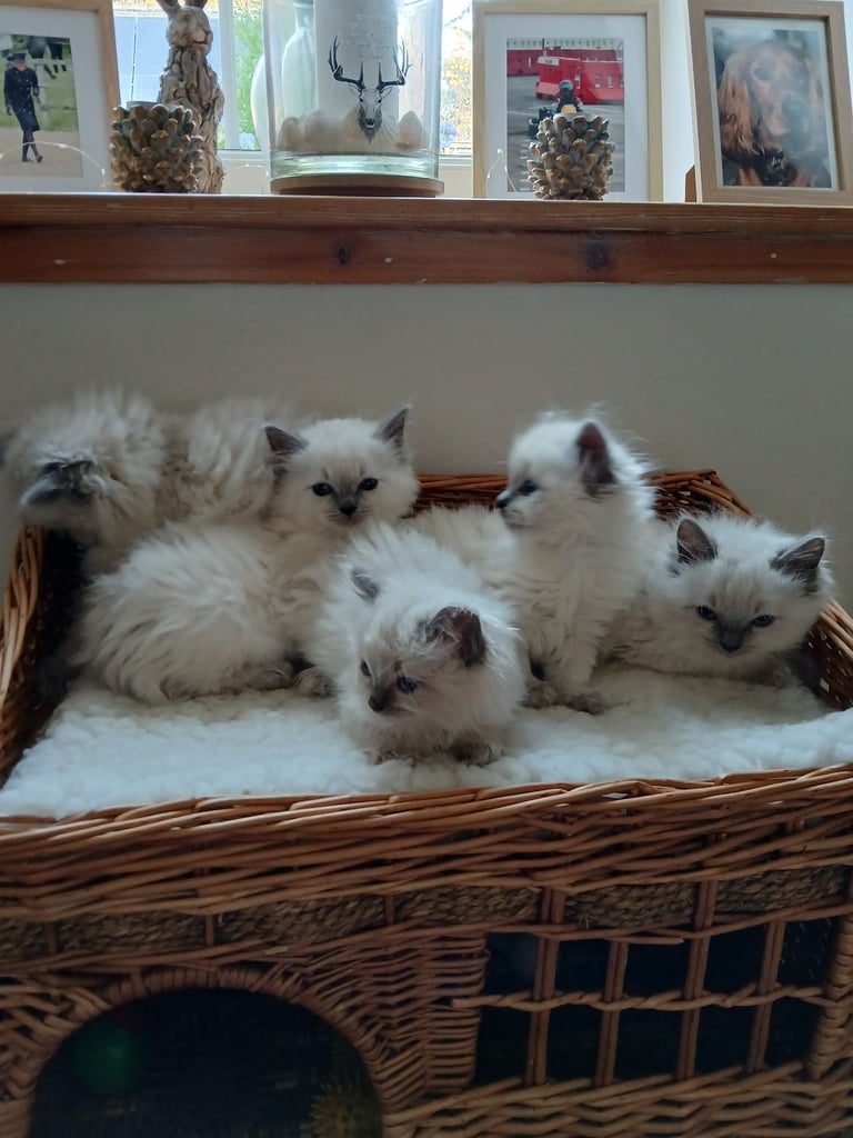 BLUE POINT RAGDOLL KITTENS 
