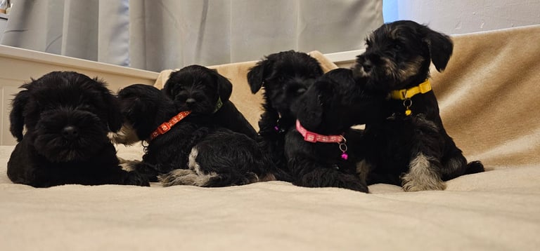 Miniature Schnauzer Puppies - 7 Adorable Girsl waiting for a loving forever homes. 