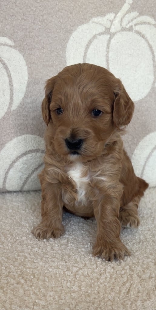 Beautiful f1b cockapoo puppies 