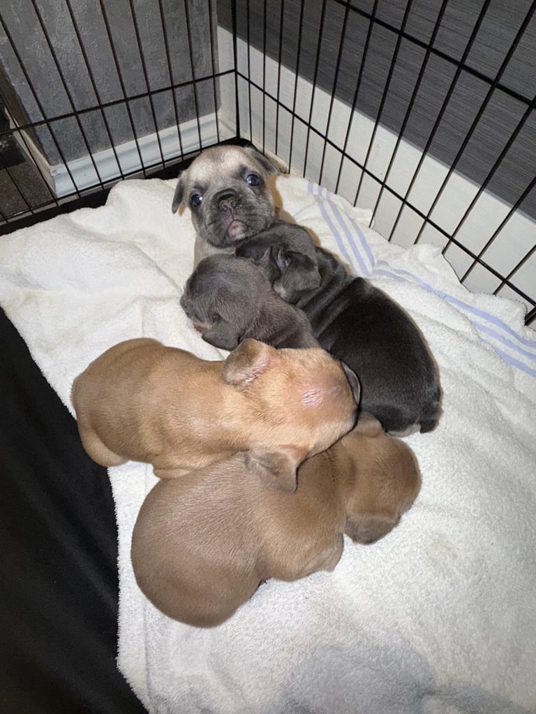 French Bulldog Puppies KC Reg
