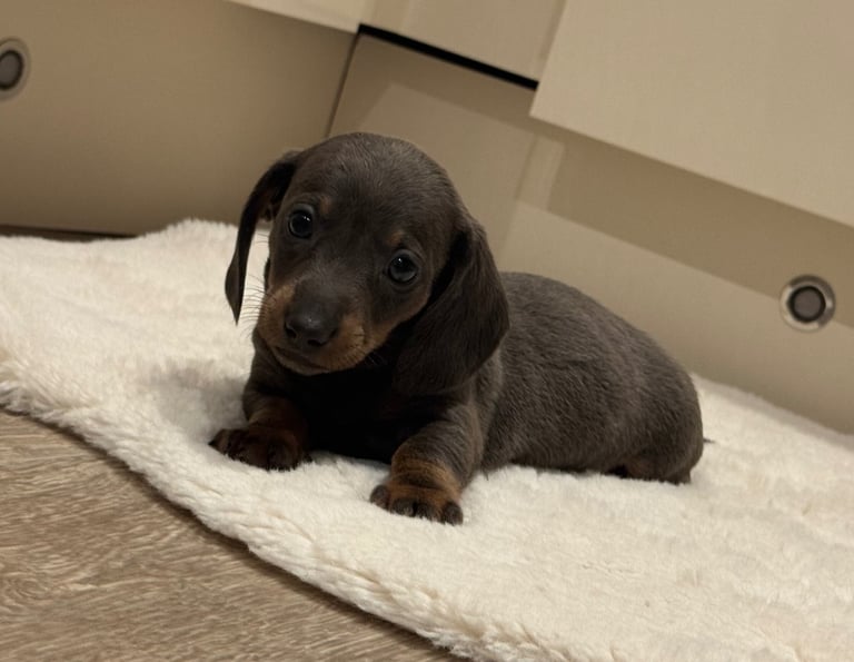 Miniature dachshund puppies