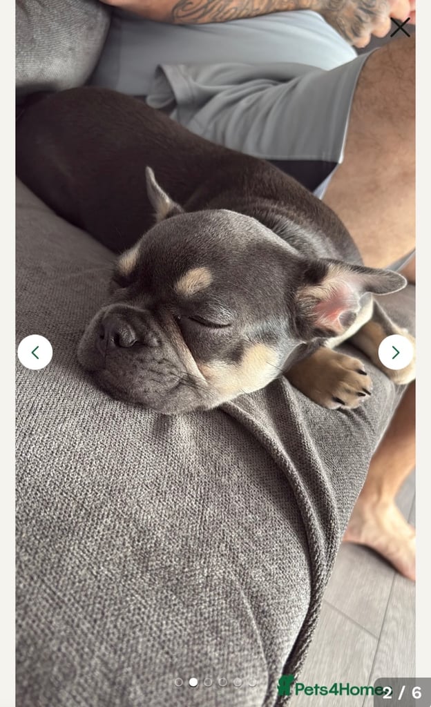 image for Lilac and tan french bulldog