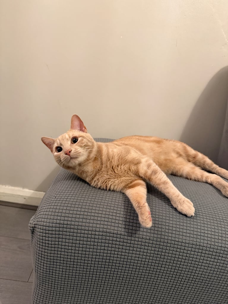 Beautiful orange tabby mixed cat
