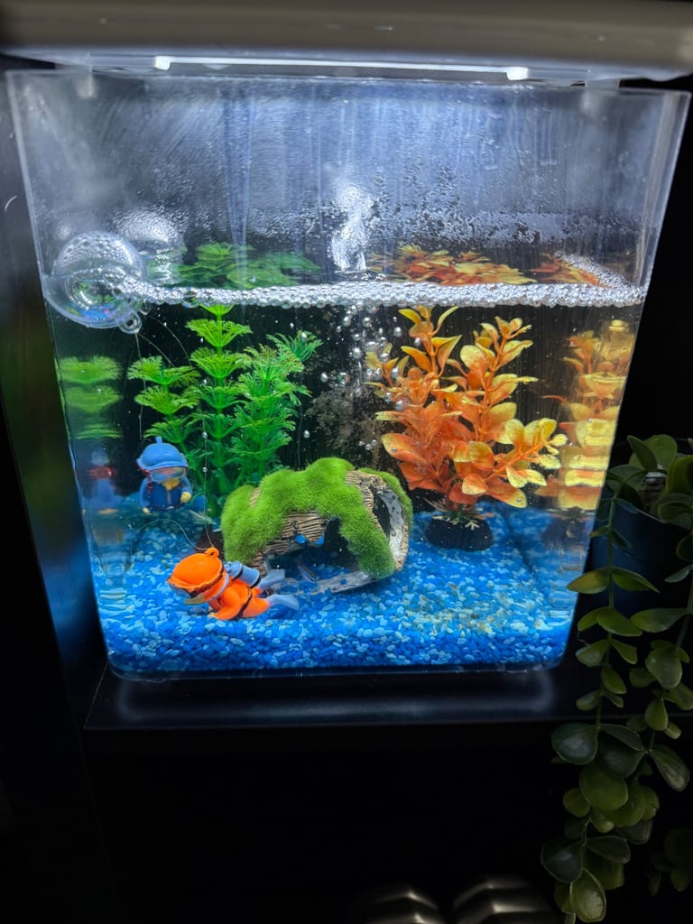 6 neon Tetrus with tank 