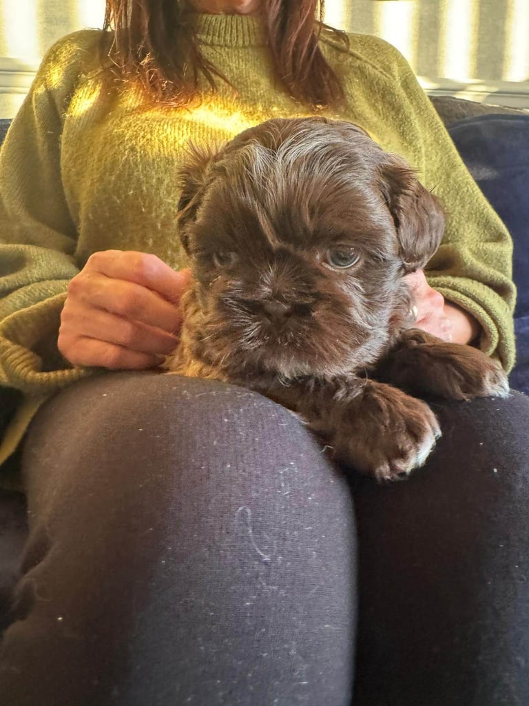 Shihtzu puppies for sale