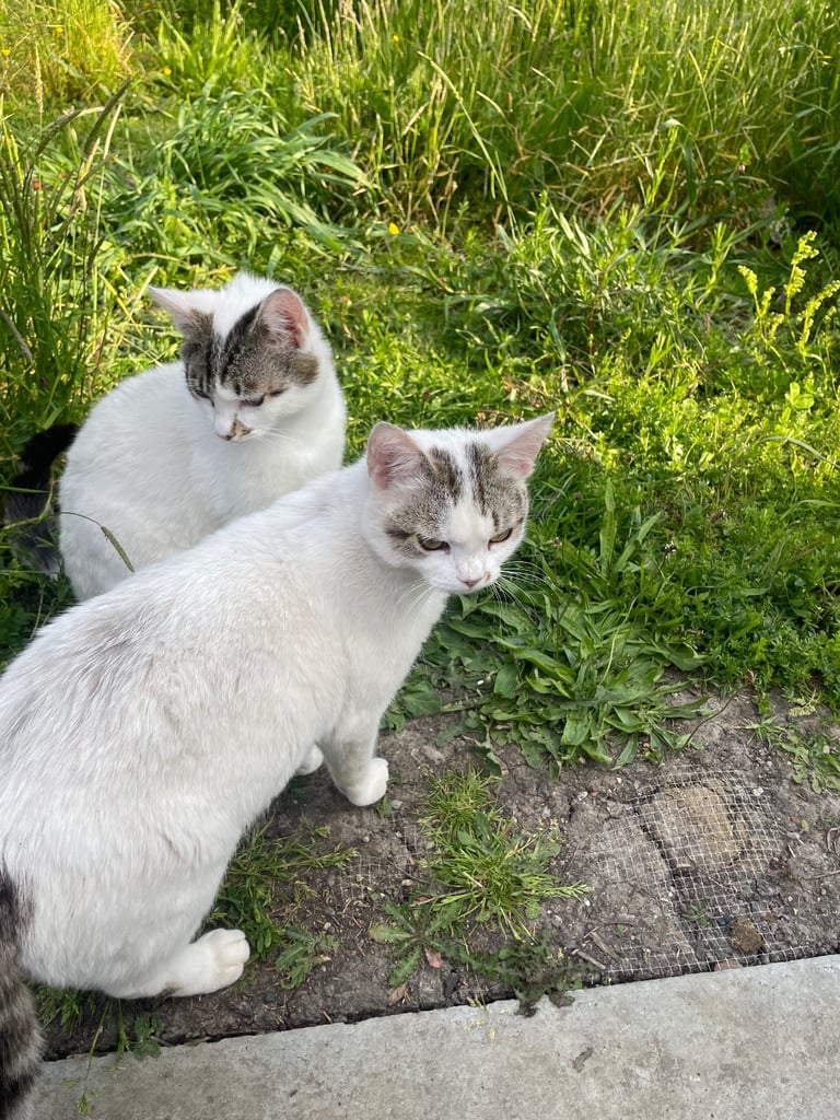 image for Pet sitter /Dog walker  Oxford 