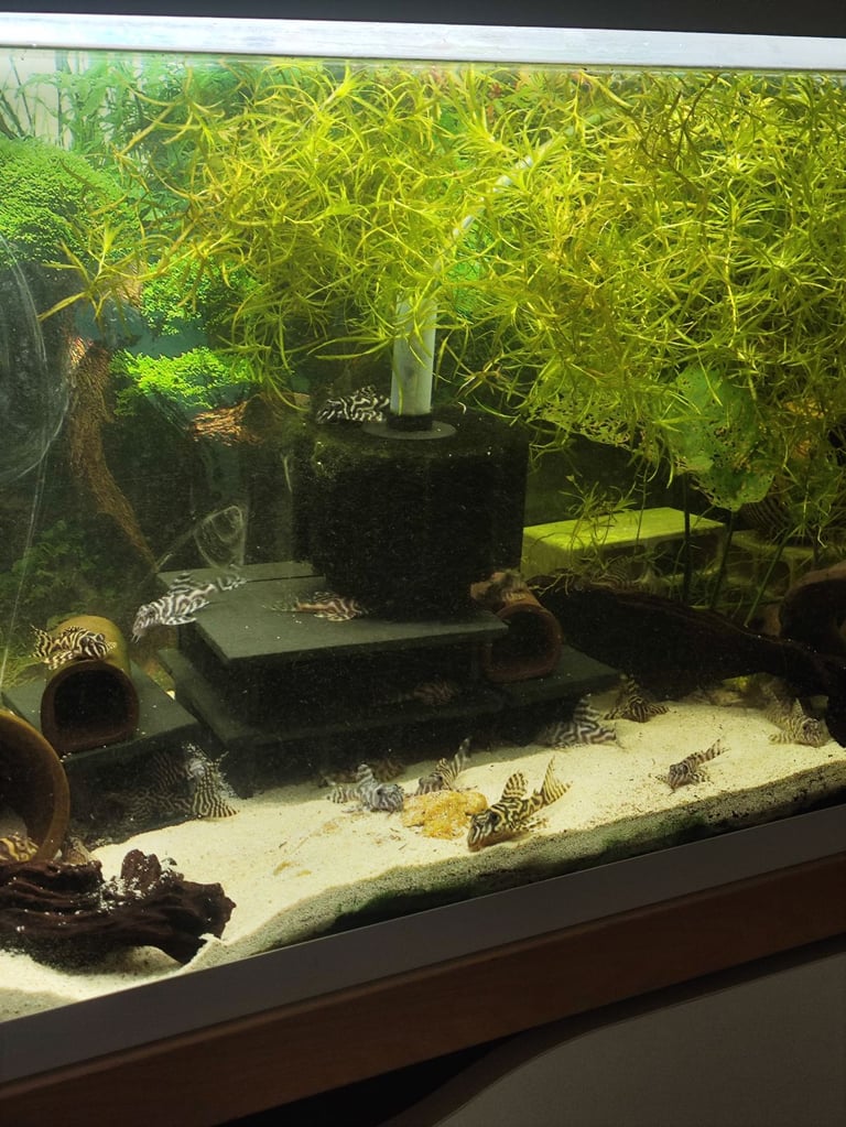 L236 and l066 pleco for sale
