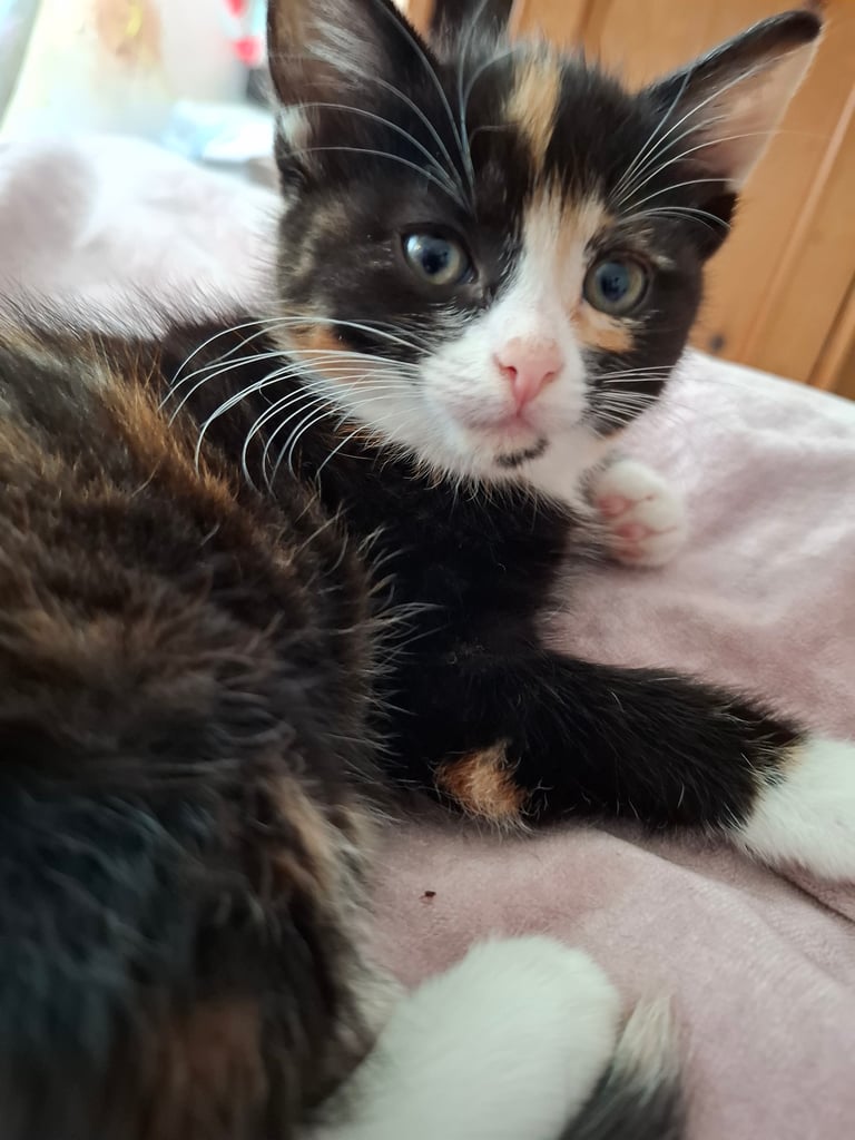 4 very fluffy kittens 8 weeks and Salem 4 months