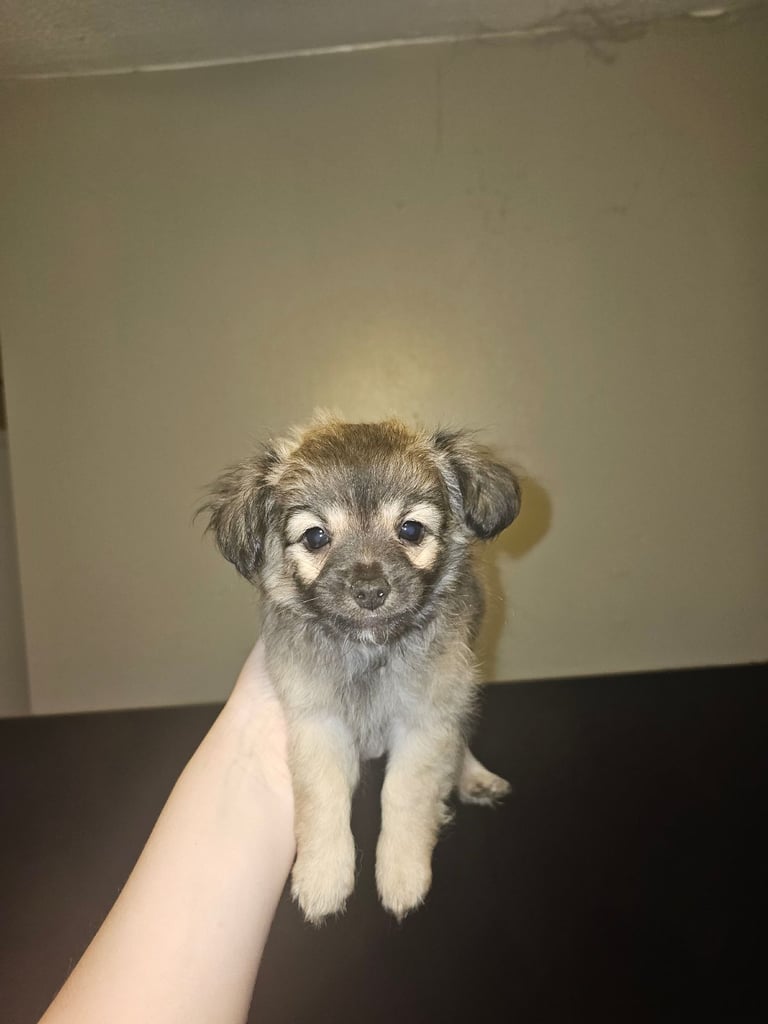 4 Gorgeous 3/4 Chihuahua 1/4 Toy Poodle Puppies