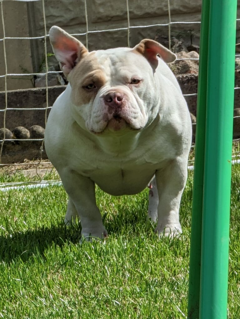 American Pocket ⭐⭐⭐⭐