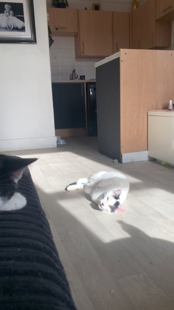 3 beautiful cats 