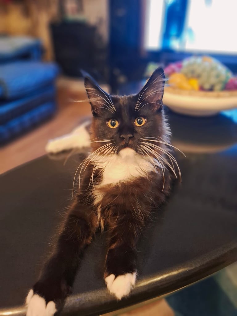 Affectionate Maine Coon Kitten Boy – Ready for His Forever Home