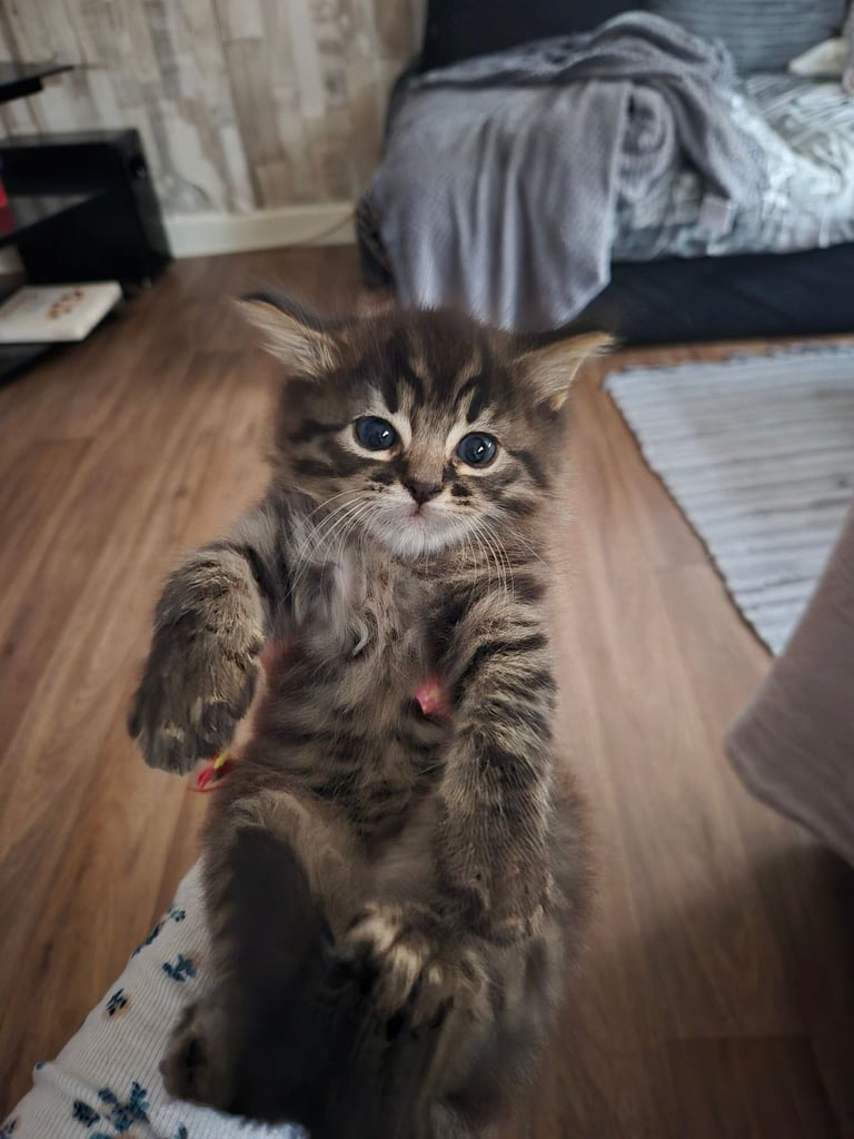 1 Tabby kitten (male) 🐈‍⬛️ 🏡 