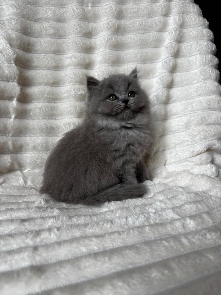GCCF BRITISH SHORTHAIR & BRITISH LONGHAIR KITTENS