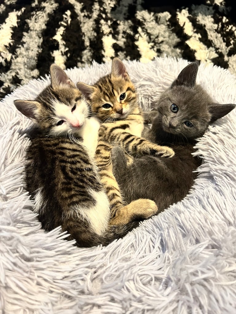 image for 4 Adorable Mixed Breed Kittens – Ready for Their Forever Homes! 🐾 Price: £100 each