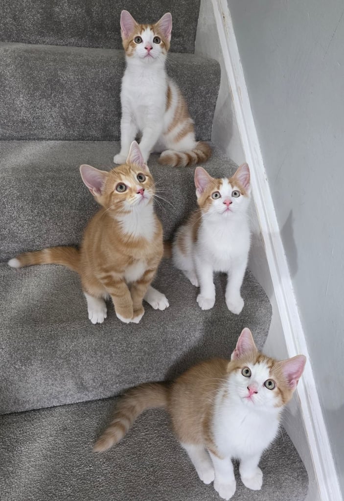 Mainecoon Cross Kittens (READY TO GO)