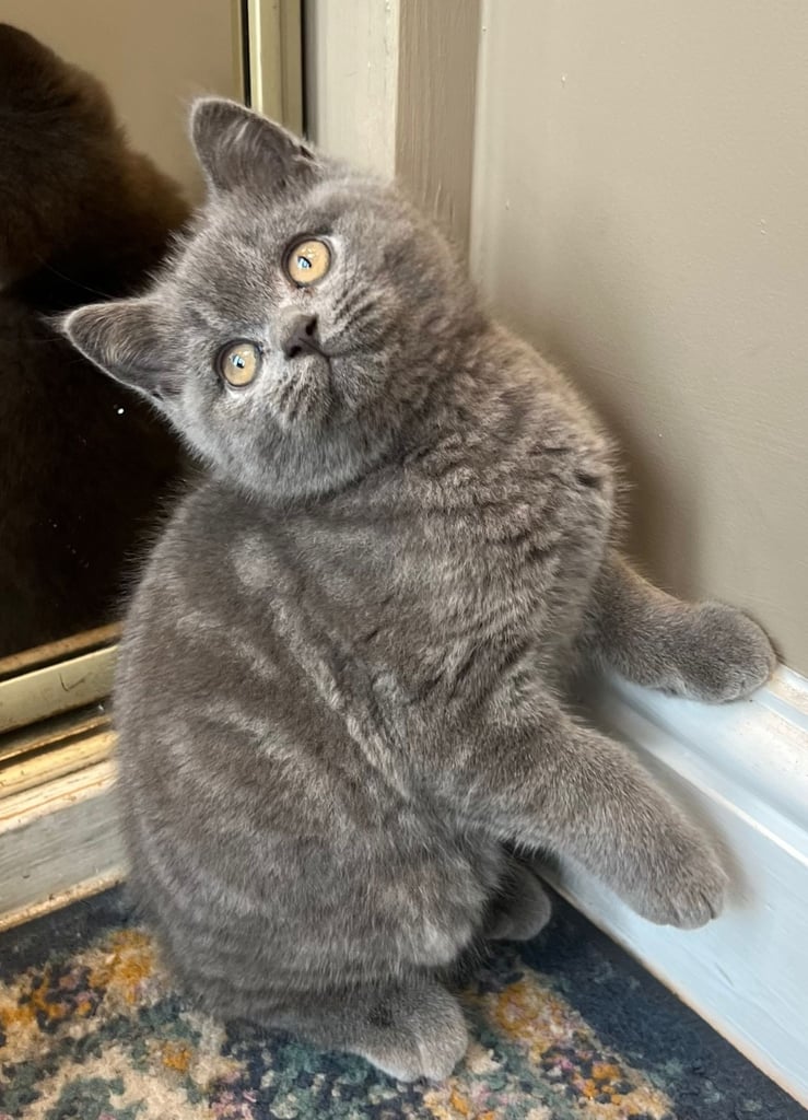 British shorthair kitten 