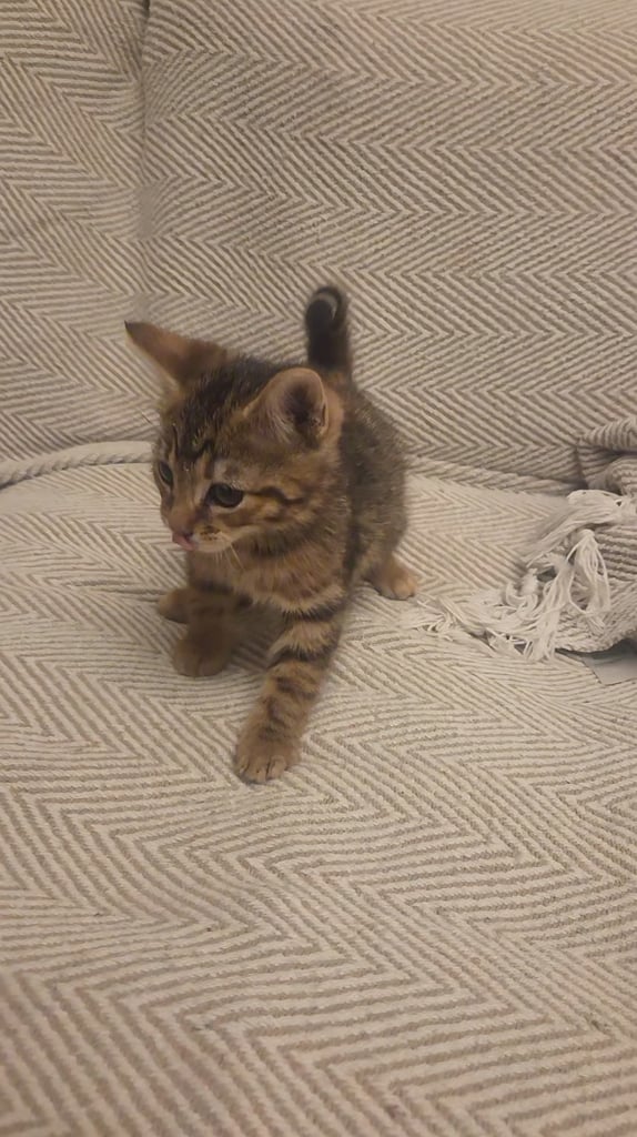 Bengal Mixed Kittens 