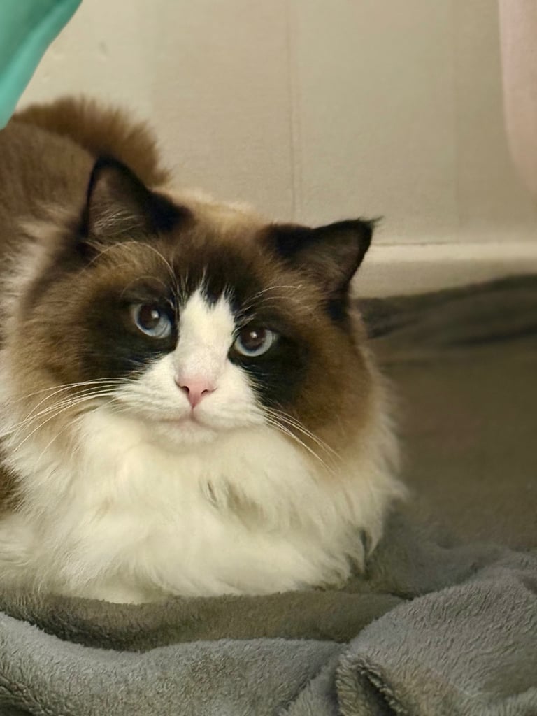 Ragdoll cat