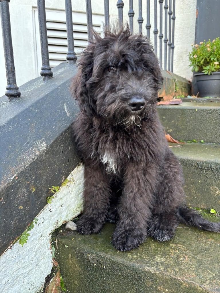 Bernedoodle Black Boy 4 months old 