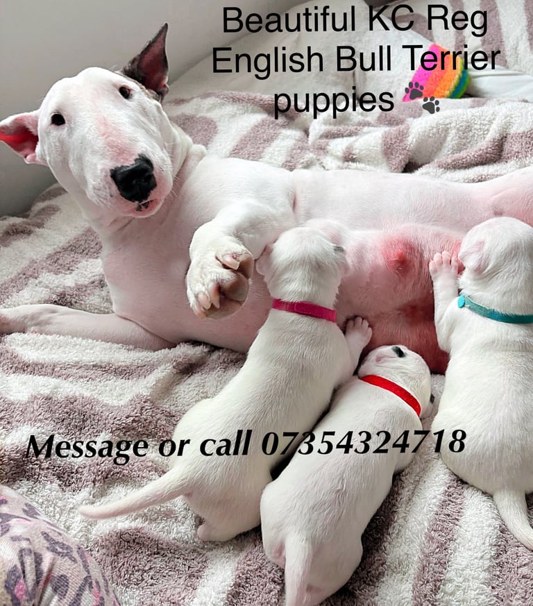 KC English Bull Terrier puppies 🐾