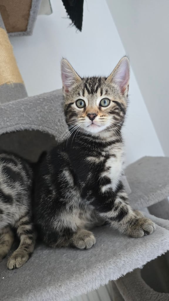 image for Bengal Cross kitten