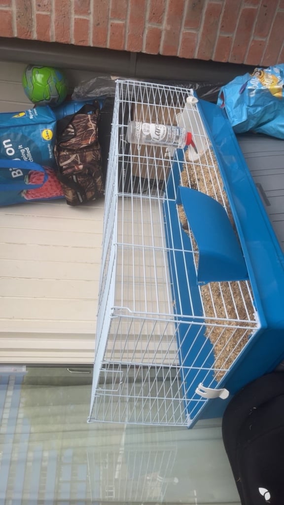 20 week Netherlands Dwarf rabbit with cage