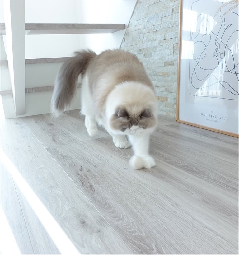 Available ragdoll kitten