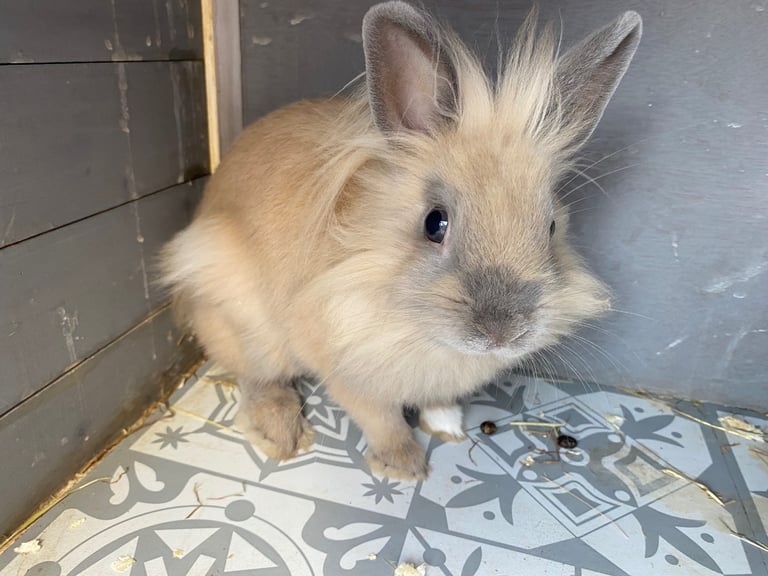 lionhead rabbit