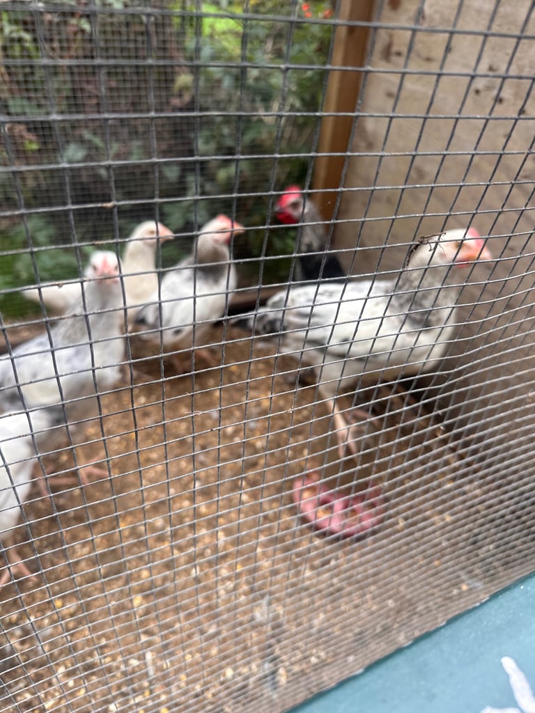Sussex cross breed cockerel 