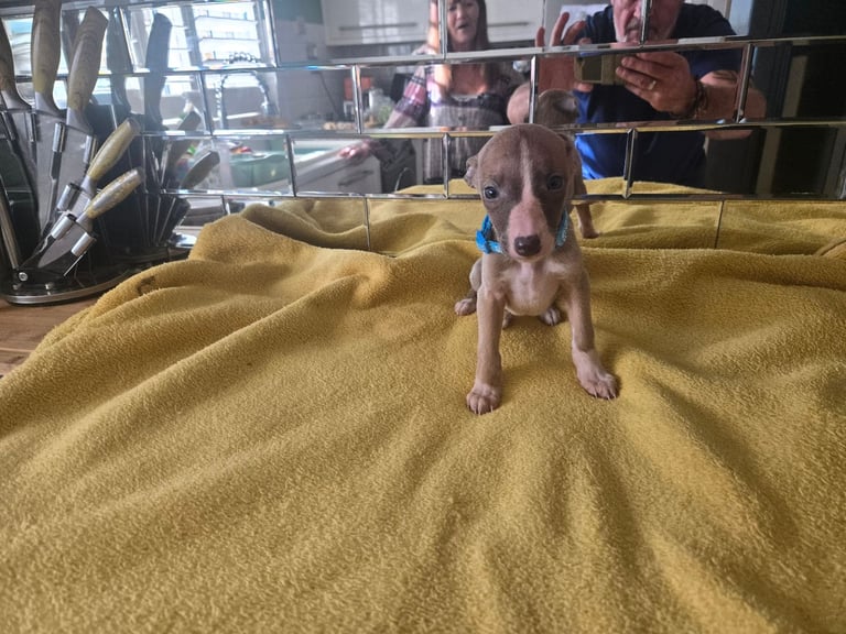 Whippet pups for sale 