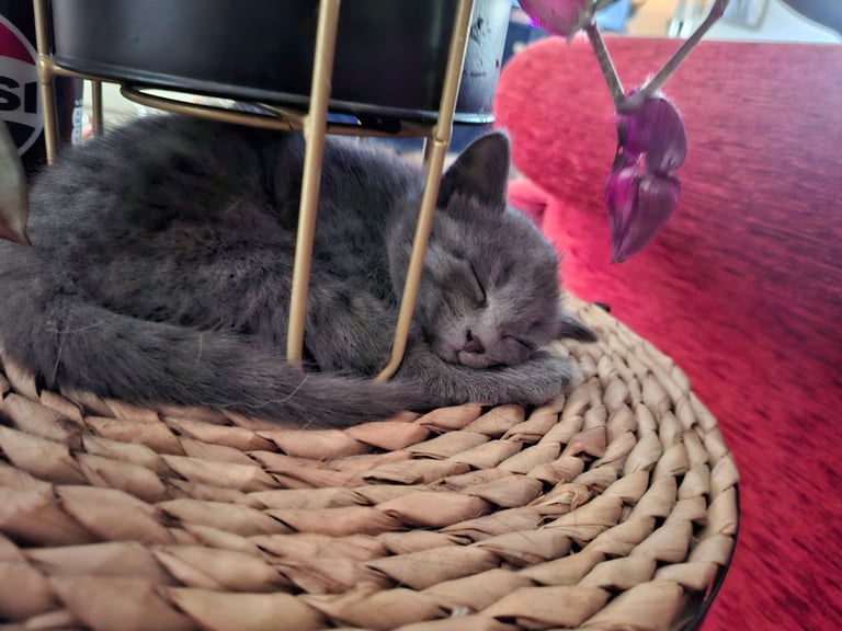 Grey kitten ready now 