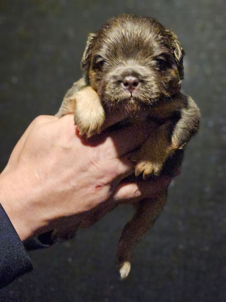 8 beautiful fluffy frenchies 