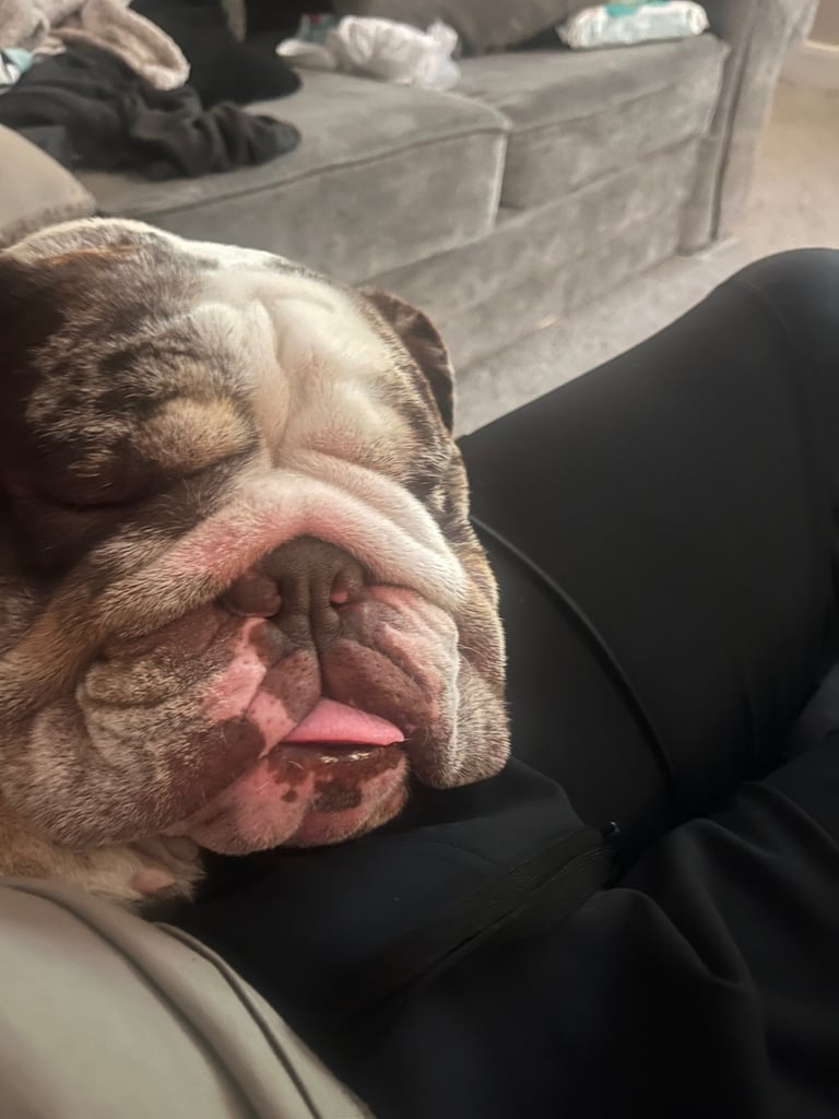 British Mearle Bulldog