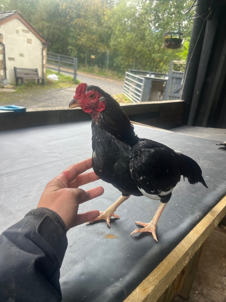 Bantam Aseel 