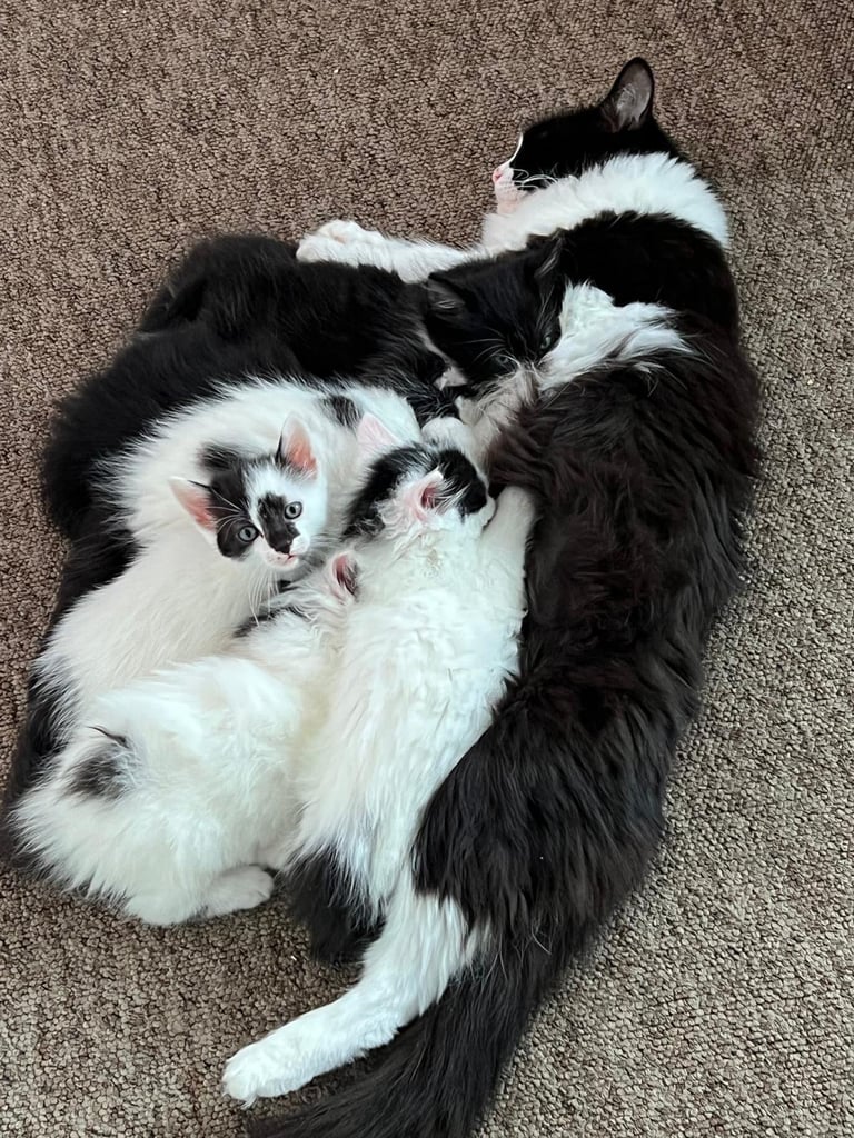 6 beautiful fluffy kittens for sale